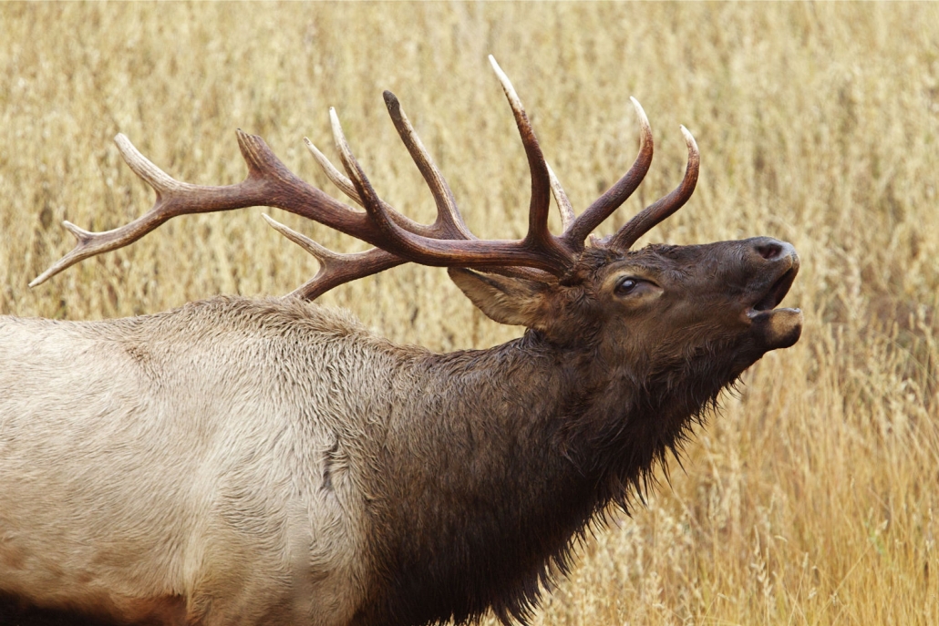 2019 Elk Season Dates