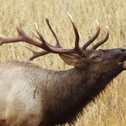 2019 Elk Season Dates
