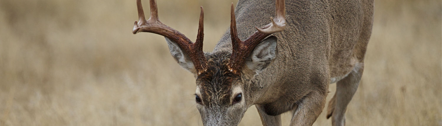 2019 Missouri Deer Season Dates Missouri Whitetail Hunting Information