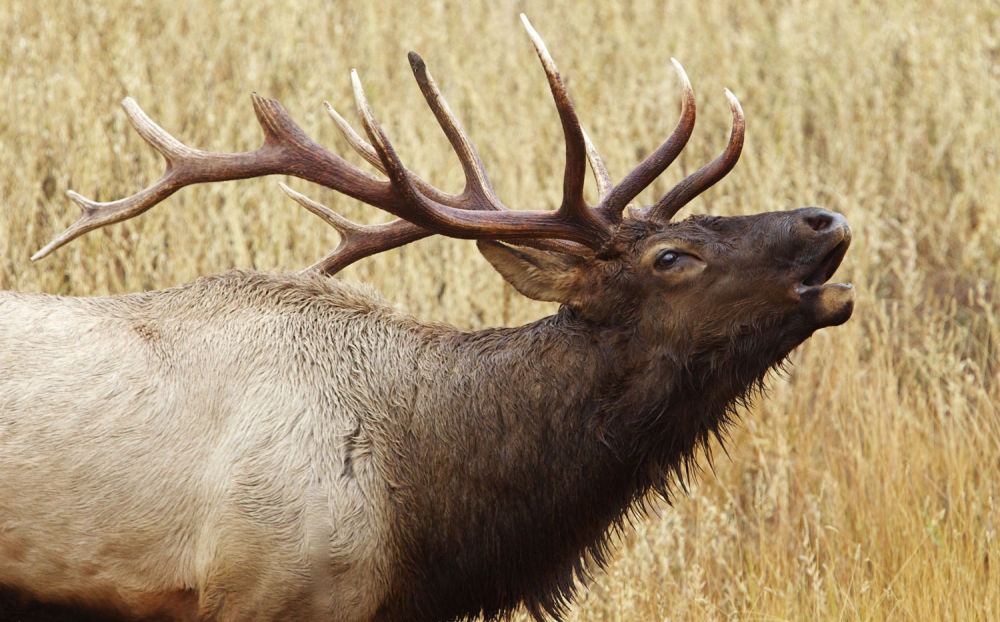 2019 Colorado Elk Season Dates